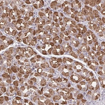 Anti-MDH1 antibody produced in rabbit Prestige Antibodies&#174; Powered by Atlas Antibodies, affinity isolated antibody, buffered aqueous glycerol solution