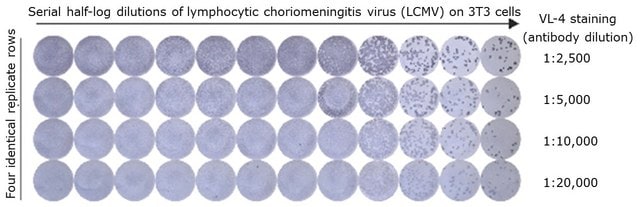 Anti-LCMV Nucleoprotein Antibody, clone VL-4