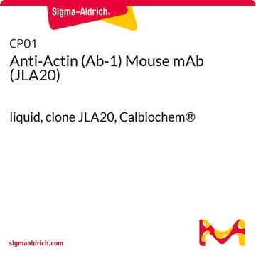 Anti-Actin (Ab-1) Mouse mAb (JLA20) liquid, clone JLA20, Calbiochem&#174;