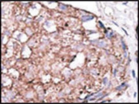 Anti-SIGLEC7 (D-siglec) (C-term) antibody produced in rabbit IgG fraction of antiserum, buffered aqueous solution