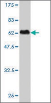 Monoclonal Anti-SLA antibody produced in mouse clone 2A1, purified immunoglobulin, buffered aqueous solution