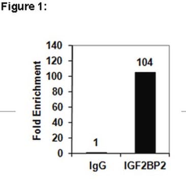 RIPAb+ IGF2BP2 Antibody clone 5E10-3E1, from mouse