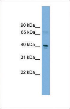 Anti-TFDP2, (C-terminal) antibody produced in rabbit affinity isolated antibody