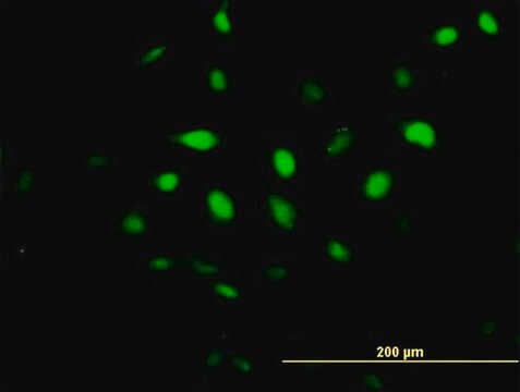 Anti-BCCIP antibody produced in mouse IgG fraction of antiserum, buffered aqueous solution