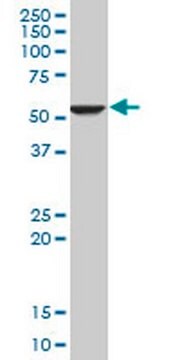 Anti-FADS1 Mouse mAb (2D9) liquid, clone 2D9, Calbiochem® | Sigma-Aldrich