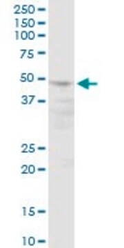 Anti-POLR3D antibody produced in mouse purified immunoglobulin, buffered aqueous solution