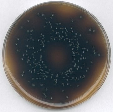 GranuCult&#174; Oxford-Agar (Basis) pkg of 500&#160;g, according to FDA (BAM), ISO 11290, for Listeria spp.