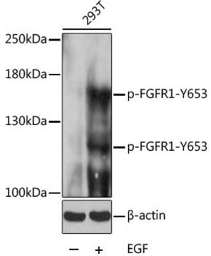 Anti-Phospho-FGFR1-Y653 antibody produced in rabbit