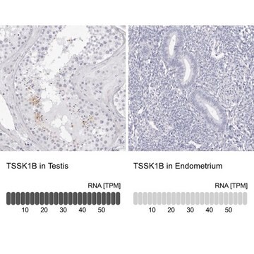 Anti-TSSK1B antibody produced in rabbit Prestige Antibodies&#174; Powered by Atlas Antibodies, affinity isolated antibody, buffered aqueous glycerol solution