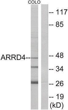 Anti-ARRD4 antibody produced in rabbit affinity isolated antibody