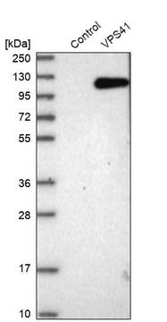 Anti-VPS41 antibody produced in rabbit Prestige Antibodies&#174; Powered by Atlas Antibodies, affinity isolated antibody, buffered aqueous glycerol solution, Ab1