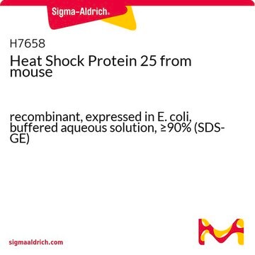 Heat Shock Protein 25 from mouse recombinant, expressed in E. coli, buffered aqueous solution, &#8805;90% (SDS-GE)