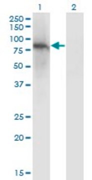 Monoclonal Anti-ZNF41 antibody produced in mouse clone 4E9, purified immunoglobulin, buffered aqueous solution