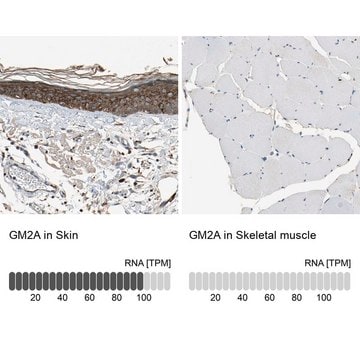 Anti-GM2A antibody produced in rabbit Prestige Antibodies&#174; Powered by Atlas Antibodies, affinity isolated antibody, buffered aqueous glycerol solution