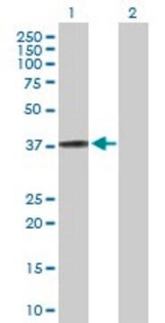 Anti-HSPBP1 antibody produced in rabbit purified immunoglobulin, buffered aqueous solution