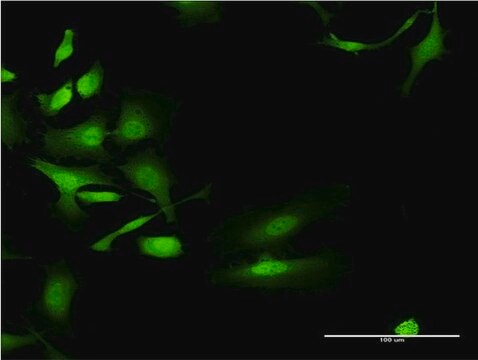 Monoclonal Anti-UGT2B4 antibody produced in mouse clone 2H6, purified immunoglobulin, buffered aqueous solution