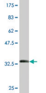 Monoclonal Anti-METTL2 antibody produced in mouse clone 2A9, purified immunoglobulin, buffered aqueous solution