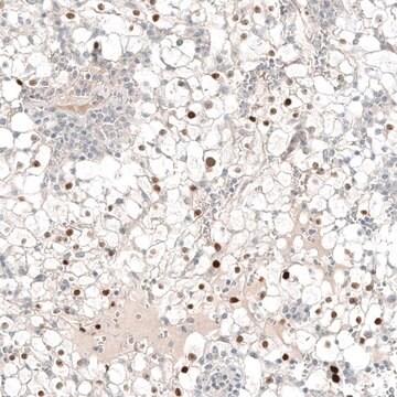 Monoclonal Anti-PAX8 antibody produced in mouse Prestige Antibodies&#174; Powered by Atlas Antibodies, clone CL7834, purified immunoglobulin, buffered aqueous glycerol solution