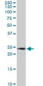 Anti-GADD45GIP1 antibody produced in mouse purified immunoglobulin, buffered aqueous solution