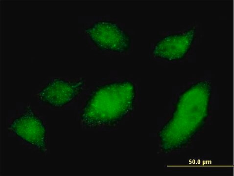 Monoclonal Anti-UBQLN1 antibody produced in mouse clone 1C6-A3, purified immunoglobulin, buffered aqueous solution