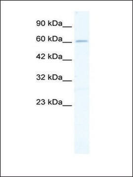 Anti-ZNF79 antibody produced in rabbit affinity isolated antibody