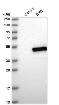 Anti-BRE antibody produced in rabbit Prestige Antibodies&#174; Powered by Atlas Antibodies, affinity isolated antibody, buffered aqueous glycerol solution