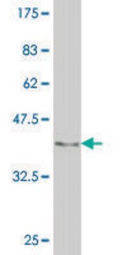 ANTI-EGR1 antibody produced in mouse clone 2H8, purified immunoglobulin, buffered aqueous solution