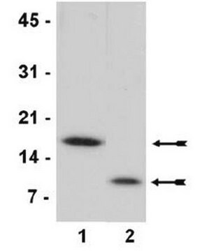 Core Histones Highly pure core histones proteins (H2A, H2B, H3 and H4) including H1 purified from chicken erythrocytes, suitable as a substrate for histone modification assays (HAT, HDAC, DNMT) and nucleosome assembly studies.