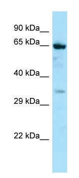 Anti-NOX5 (C-terminal) antibody produced in rabbit affinity isolated antibody