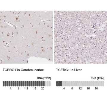 Anti-TCERG1 antibody produced in rabbit Prestige Antibodies&#174; Powered by Atlas Antibodies, affinity isolated antibody, buffered aqueous glycerol solution