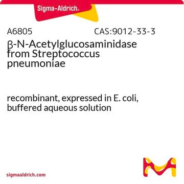 &#946;-N-Acetylglucosaminidase from Streptococcus pneumoniae recombinant, expressed in E. coli, buffered aqueous solution