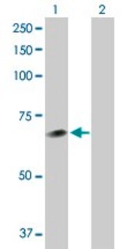 Anti-NEK11 antibody produced in rabbit purified immunoglobulin, buffered aqueous solution