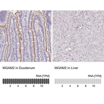 Anti-MGAM2 antibody produced in rabbit Prestige Antibodies&#174; Powered by Atlas Antibodies, affinity isolated antibody, buffered aqueous glycerol solution