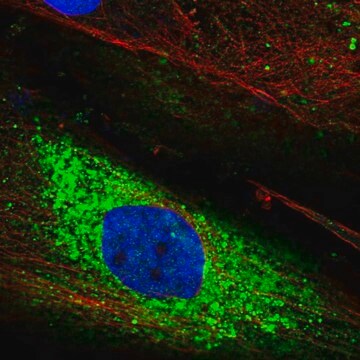 Anti-PTPRQ antibody produced in rabbit Prestige Antibodies&#174; Powered by Atlas Antibodies, affinity isolated antibody, buffered aqueous glycerol solution