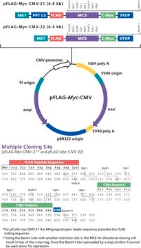 pFLAG-Myc-CMV&#8482;-22 Expression Vector Shuttle vector for transient or stable intracellular expression of dual tagged N-terminal FLAG and C-terminal c-myc fusion proteins