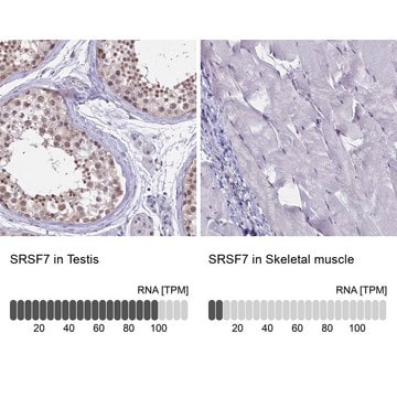 Anti-SRSF7 antibody produced in rabbit Prestige Antibodies&#174; Powered by Atlas Antibodies, affinity isolated antibody, buffered aqueous glycerol solution