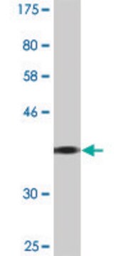 Monoclonal Anti-GIT2 antibody produced in mouse clone 1B2, purified immunoglobulin, buffered aqueous solution