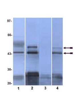 Anticuerpo anti-fosfo-JNK (Thr183/Tyr185, Thr221/Tyr223) from rabbit, purified by affinity chromatography