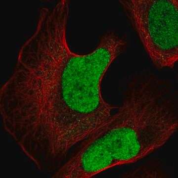 Anti-JUN antibody produced in rabbit Prestige Antibodies&#174; Powered by Atlas Antibodies, affinity isolated antibody