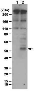 抗-Stra8抗体 from rabbit, purified by affinity chromatography