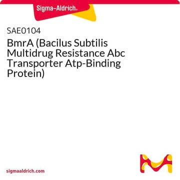 BmrA (Bacilus Subtilis Multidrug Resistance Abc Transporter Atp-Binding Protein)