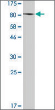 Monoclonal Anti-F13A1 antibody produced in mouse clone 4G5, ascites fluid