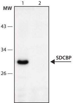 Anti-SDCBP (41-55) antibody produced in rabbit IgG fraction of antiserum