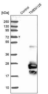 Anti-TMEM125 antibody produced in rabbit Prestige Antibodies&#174; Powered by Atlas Antibodies, affinity isolated antibody, buffered aqueous glycerol solution