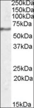 Anti-SYT1 antibody produced in goat affinity isolated antibody, buffered aqueous solution