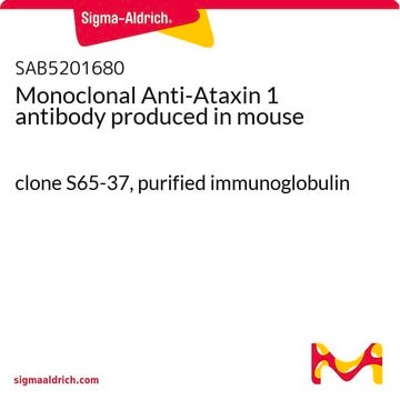 Monoclonal Anti-Ataxin 1 antibody produced in mouse clone S65-37, purified immunoglobulin