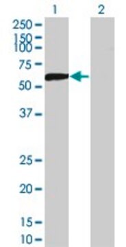 Monoclonal Anti-DPYSL5 antibody produced in mouse clone 2G4, purified immunoglobulin, buffered aqueous solution