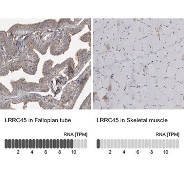 Anti-LRRC45 antibody produced in rabbit Prestige Antibodies&#174; Powered by Atlas Antibodies, affinity isolated antibody, buffered aqueous glycerol solution, Ab2