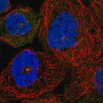 Anti-SDCCAG8 antibody produced in rabbit Prestige Antibodies&#174; Powered by Atlas Antibodies, affinity isolated antibody