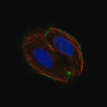 Monoclonal Anti-CSF1R antibody produced in mouse Prestige Antibodies&#174; Powered by Atlas Antibodies, clone CL11653, purified immunoglobulin, buffered aqueous glycerol solution